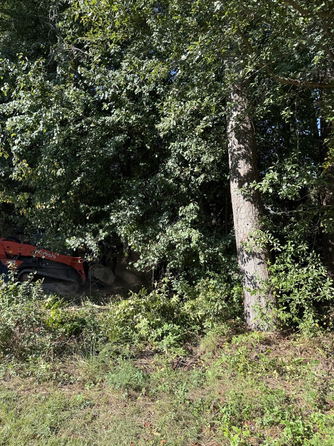 Before: dense brush and overgrowth in work area.